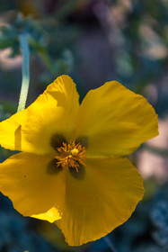 Flore corse