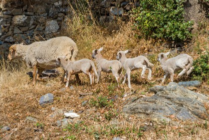 Mouton