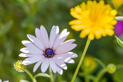Marguerite, Leucanthemum vulgare