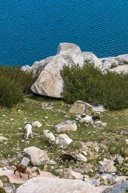 Chèvres  corses