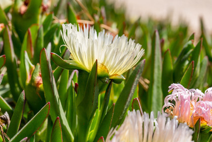 Flore Méditerranéenne