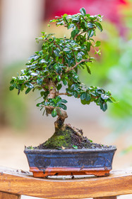 Bonsai Center