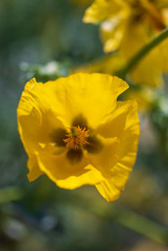 Flore corse