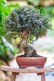 Bonsai Center