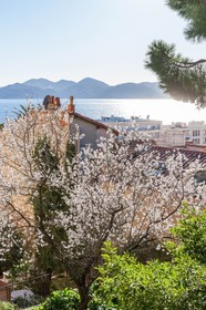 Cannes