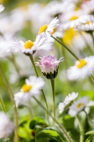Marguerite, Leucanthemum vulgare