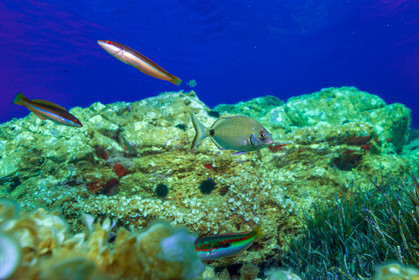 Plongée-sous-marine