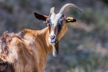 Chèvre corse