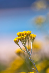 Flore corse