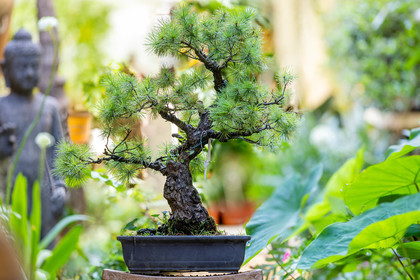 Bonsai
