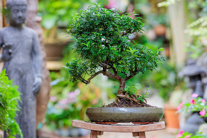 Bonsai
