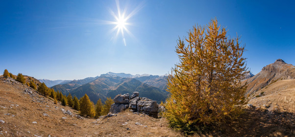 Auron