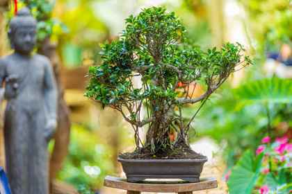 Bonsai Center