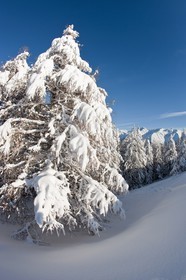 Arbres enneigés