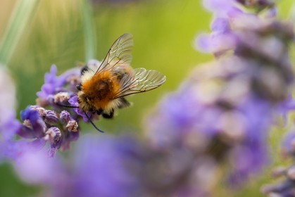 Flore Méditerranéenne