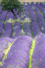Lavande, Lavandula