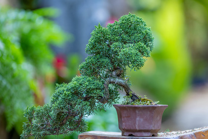 Bonsai
