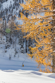 Isola 2000