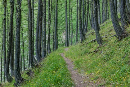 Rando Vtt Lacs de Lignin