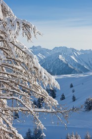 Arbres enneigés