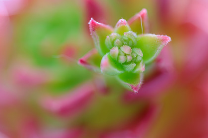 Flore