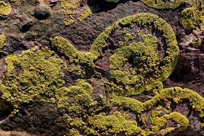 Lichens