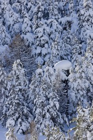Arbres enneigés