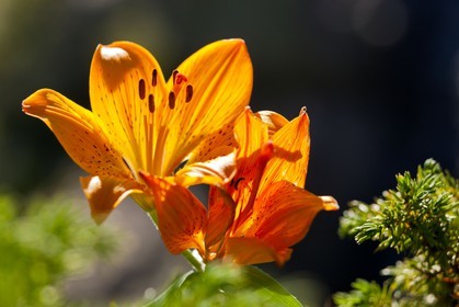 Lis Martagon,Lilium Martagon