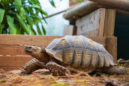 Tortue