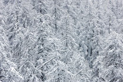 Forêt enneigée