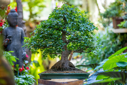 Bonsai