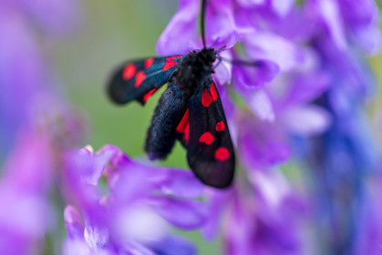 Papillon
