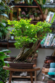 Bonsai