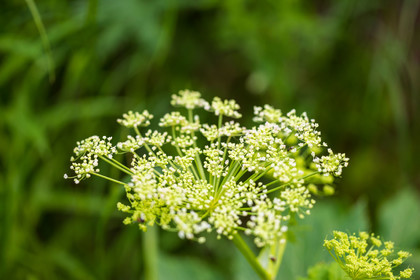 France, Alpes-de-Haute-Provence, Val d'Allos