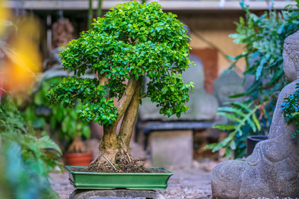 Bonsai