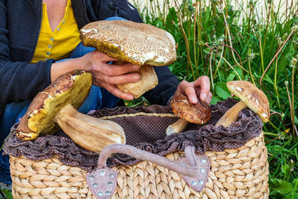 Champignon