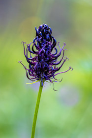 France, Alpes-de-Haute-Provence, Val d'Allos