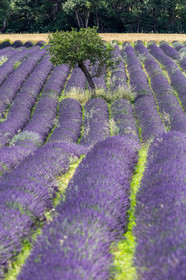 Lavande, Lavandula