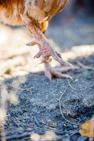 Coq