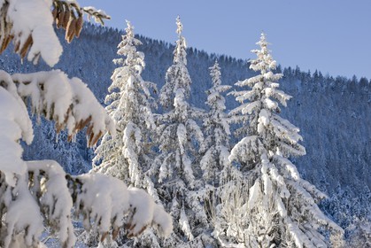 Arbres enneigés
