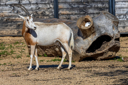 Parc animalier de la Barben