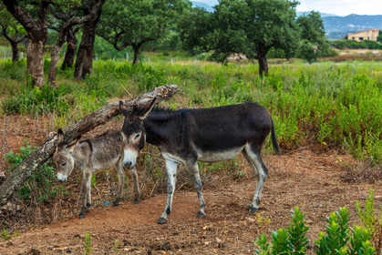 Faune corse