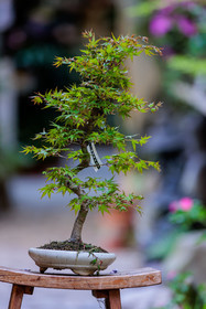 Bonsai