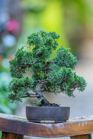 Bonsai