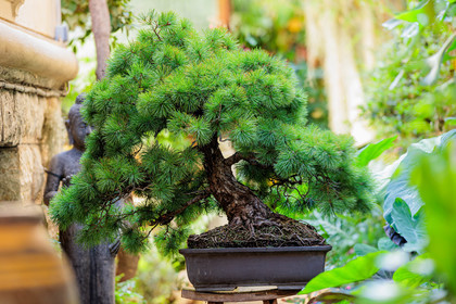 Bonsai