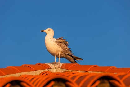 Mouette