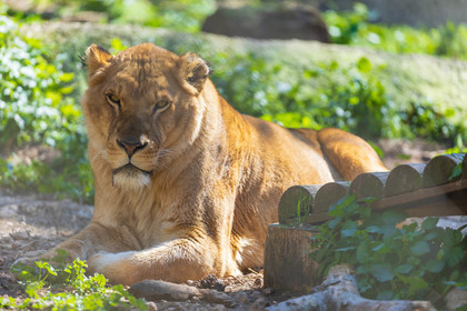 Lionne