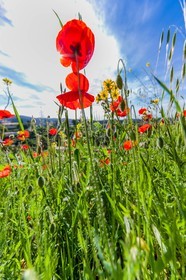 Coquelicot, Papaver rhoeas