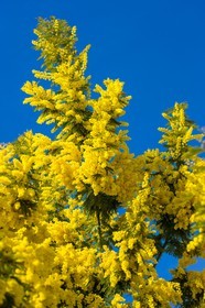 Mimosas