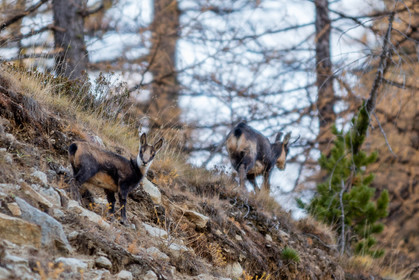 Chamois